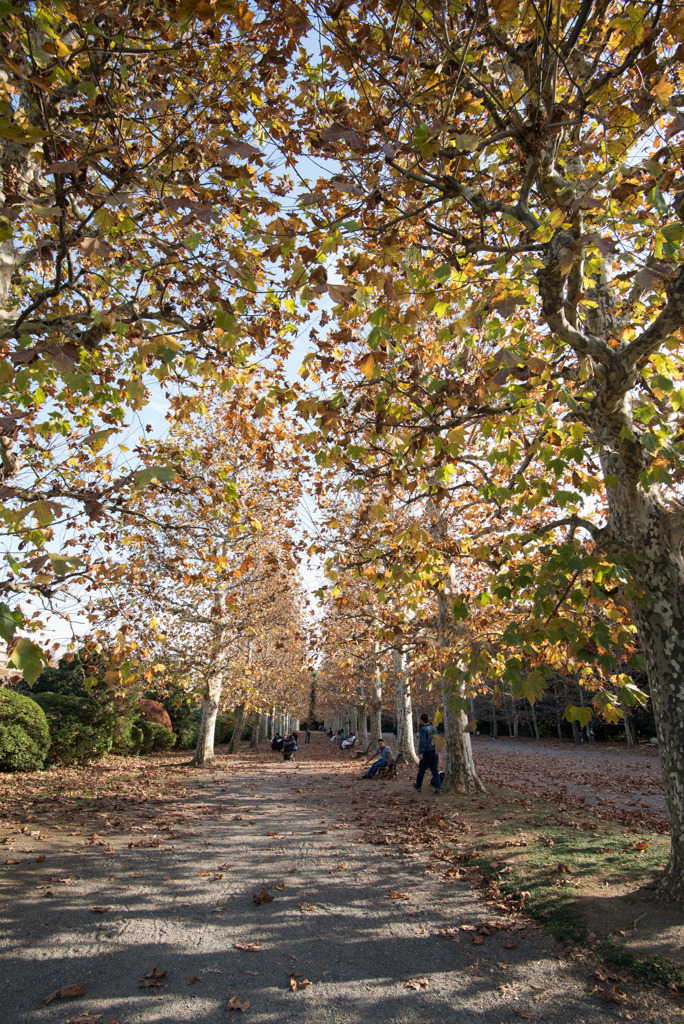 新宿御苑【プラタナスの紅葉】②20181201