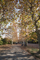 新宿御苑【プラタナスの紅葉】②20181201