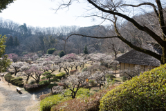 薬師池公園【旧永井家近辺の梅林】20170226