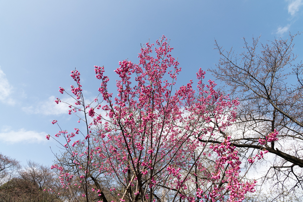 新宿御苑【早咲き桜：ヒマラヤ緋桜】①20220320