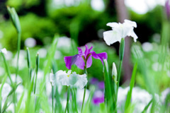 正覚寺【花菖蒲(濃紫系)】②20200604