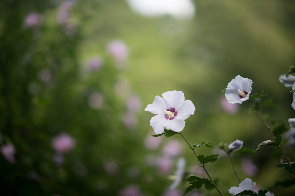 神代植物公園【ムクゲ(夏空)】20220709