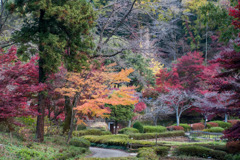 薬師池公園【菖蒲田あたりの景色】③20171119