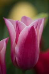 【花菜ガーデン(クラウディア)】②20150404