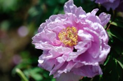 【鎌田錦】20140503