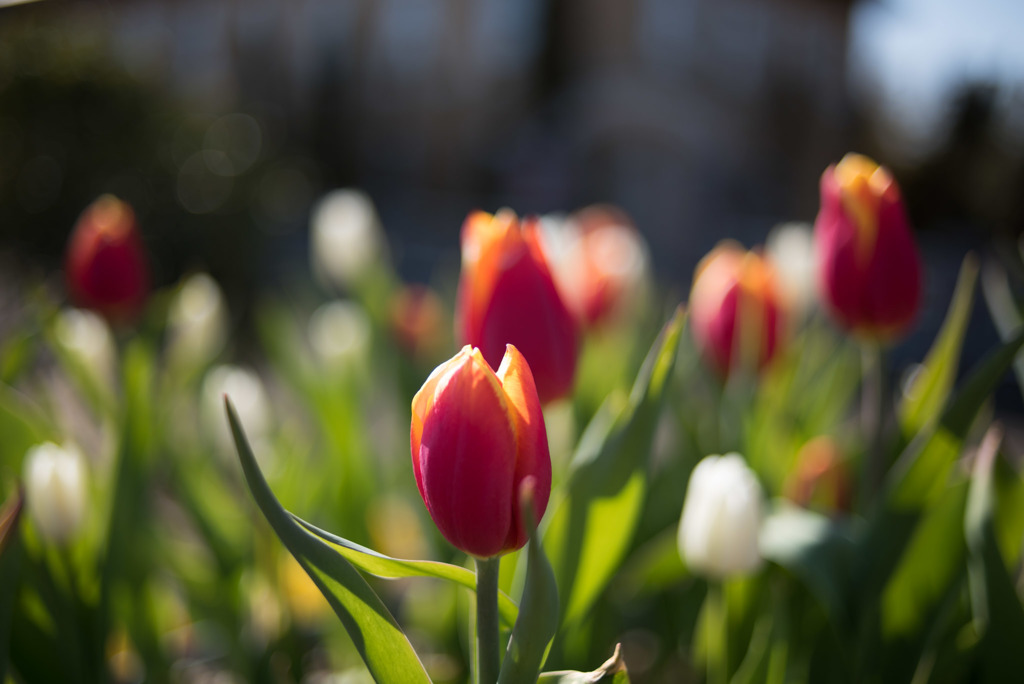 花菜ガーデン【チャペックの家と庭に咲くチューリップ】③20190119