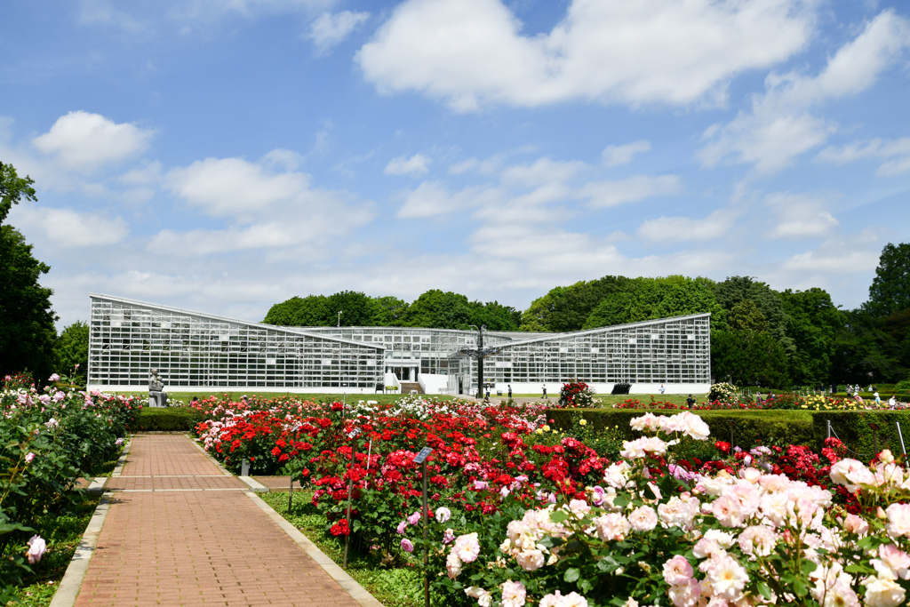 神代植物公園【バラ園の眺め】②20240515