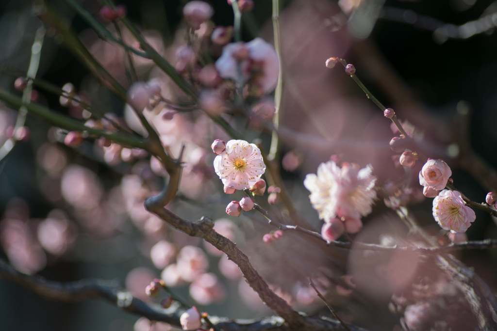 大船フラワーセンター【梅の花：内裏】20210206