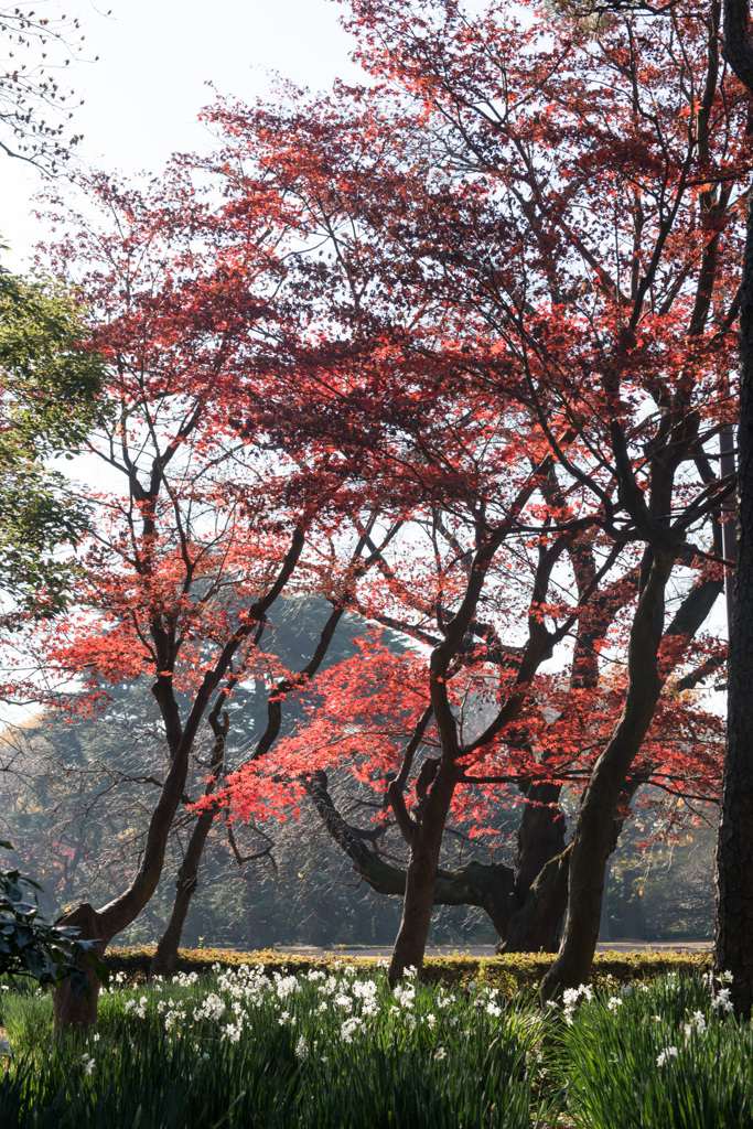 【新宿御苑：紅葉】20141213