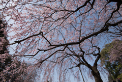 新宿御苑【桜：枝垂れ桜】③20170325