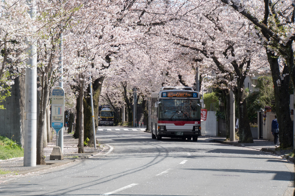 近所のサクラ【あざみ野の桜並木】①20200402