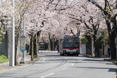 近所のサクラ【あざみ野の桜並木】①20200402