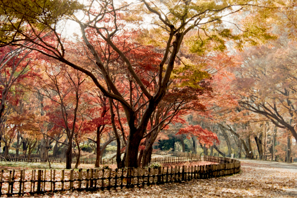 神代植物公園【かえで園の紅葉】⑨20201213