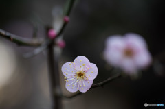 【大船植物園(道知辺)】②20160206