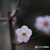 【大船植物園(道知辺)】②20160206