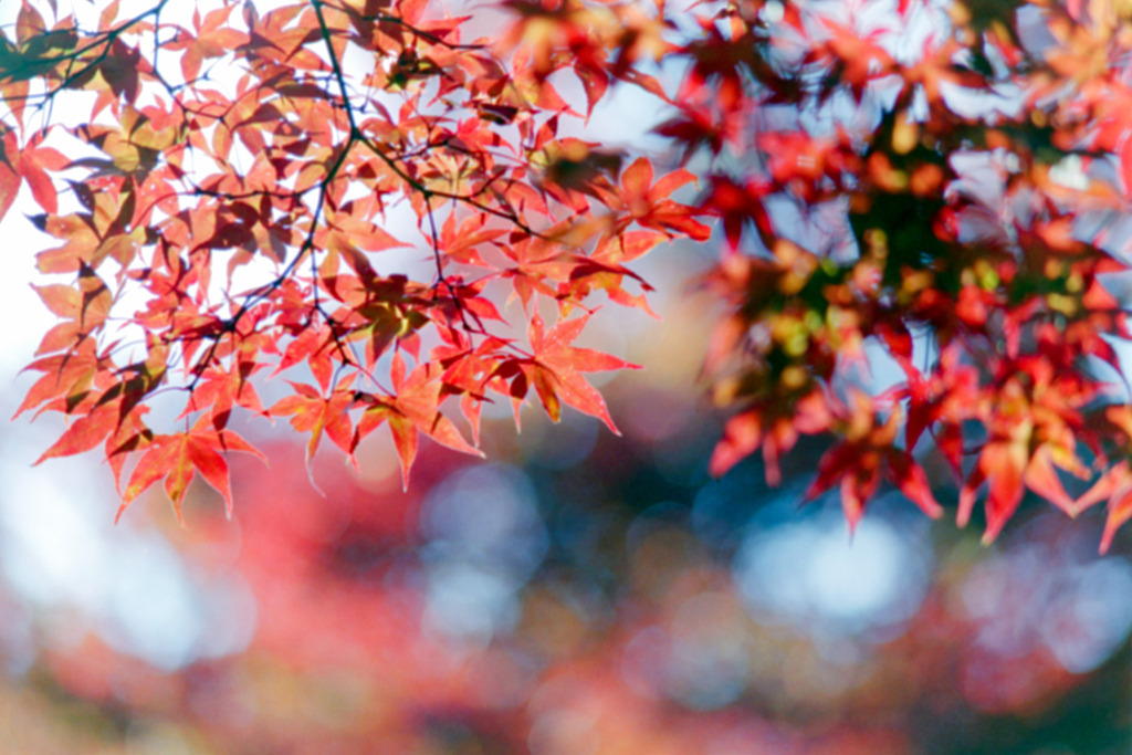 薬師池公園【菖蒲田右側の紅葉】⑧20201115銀塩