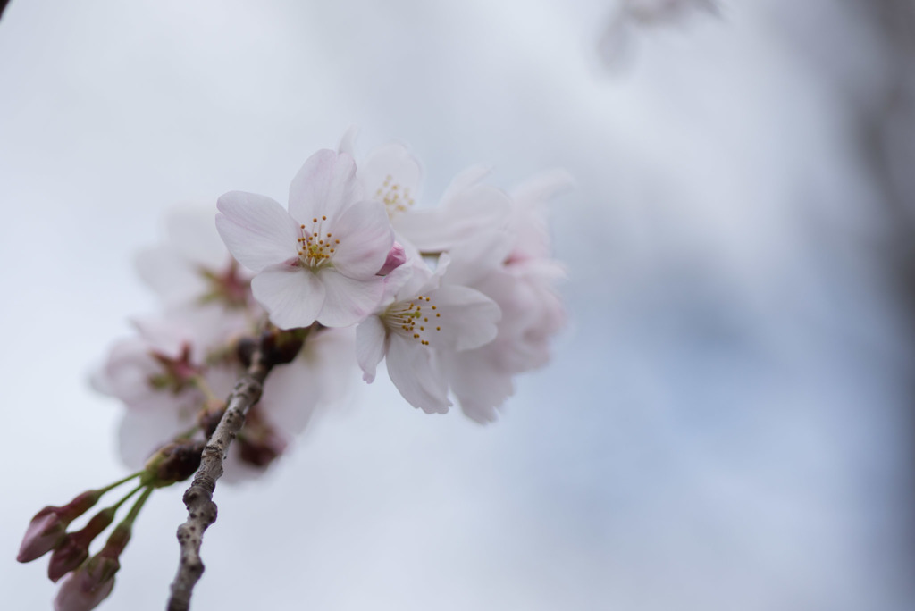 テリタビーズ公園【桜： 染井吉野】⑤20180324