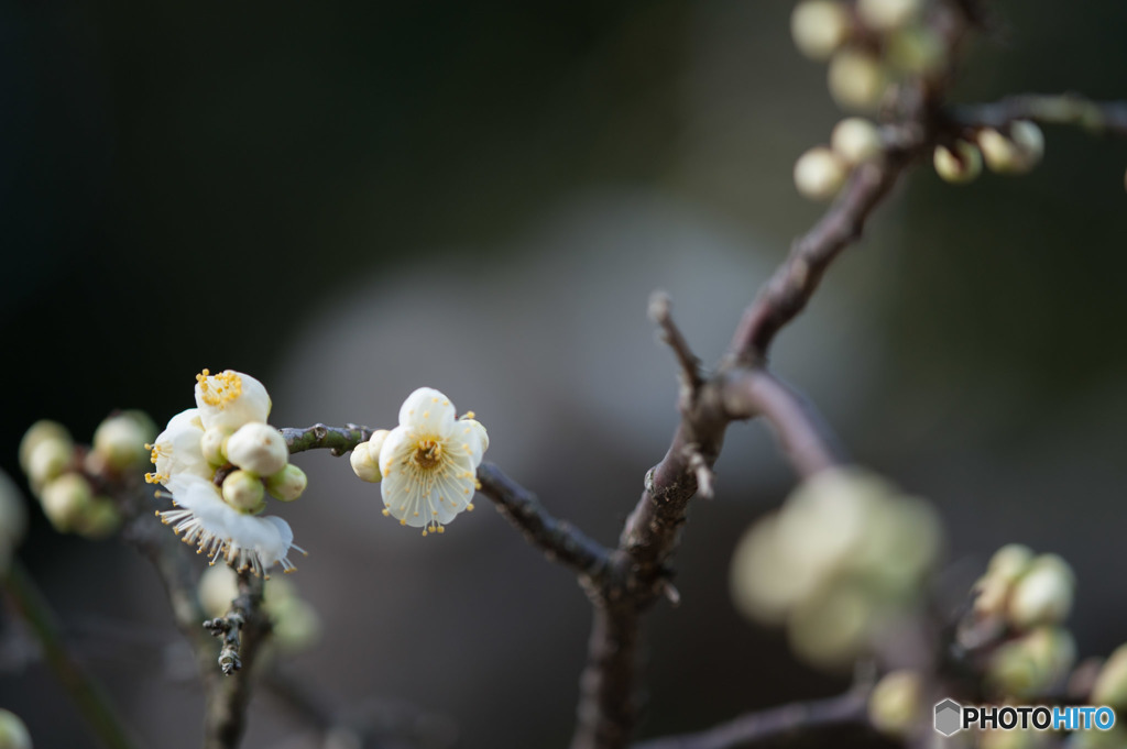 【大船植物園(緑萼枝垂)】①20160206