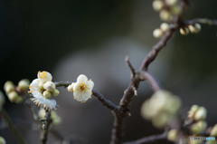 【大船植物園(緑萼枝垂)】①20160206