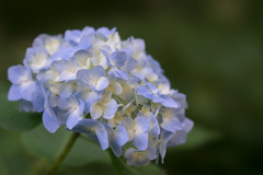 薬師池公園【紫陽花】④20170603