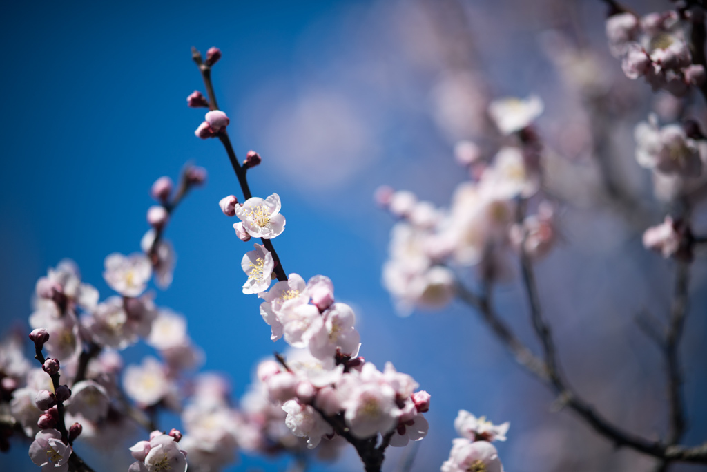 府中市郷土の森【梅：豊後】③20230226