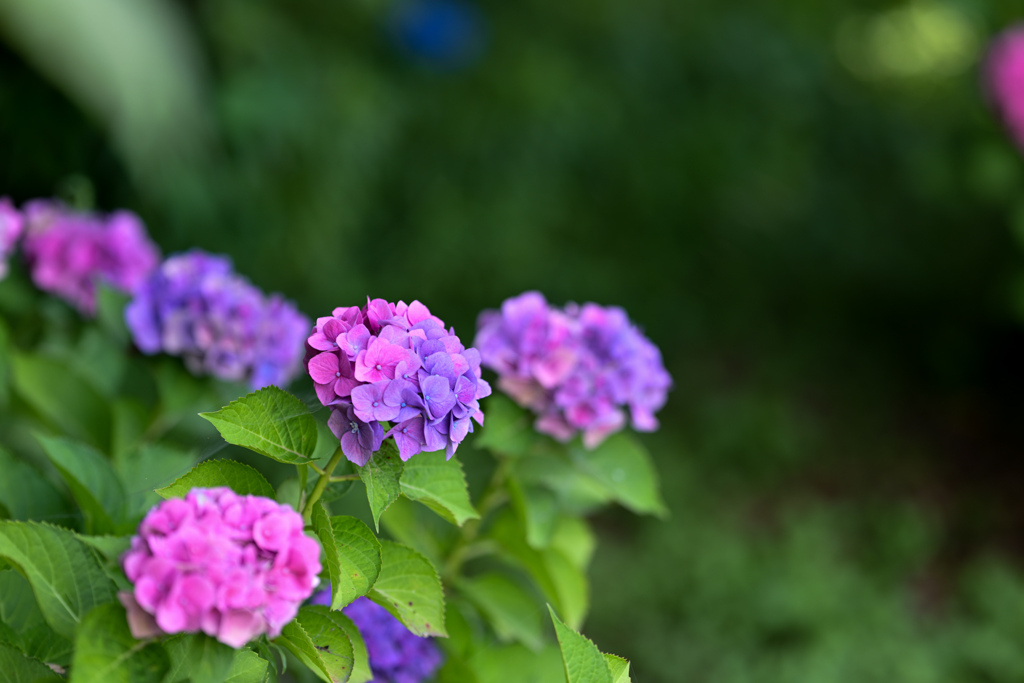 花菜ガーデン【田んぼたんぼ付近の紫陽花】③20240624