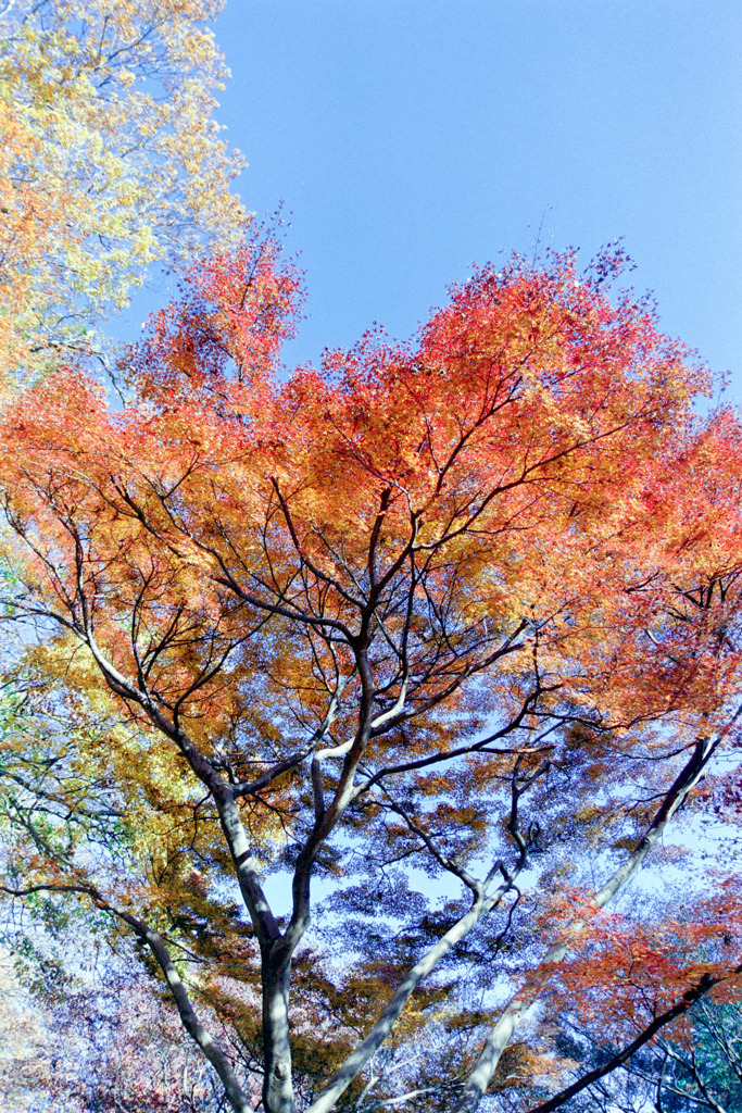 神代植物公園【雑木林付近の紅葉】④20191214