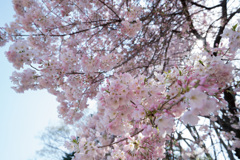 新宿御苑【桜：アメリカ】①20210323