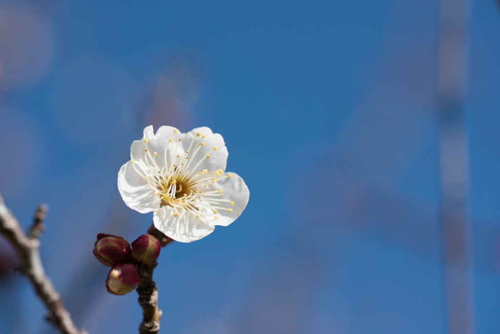 小田原FG【梅：冬至】20190119