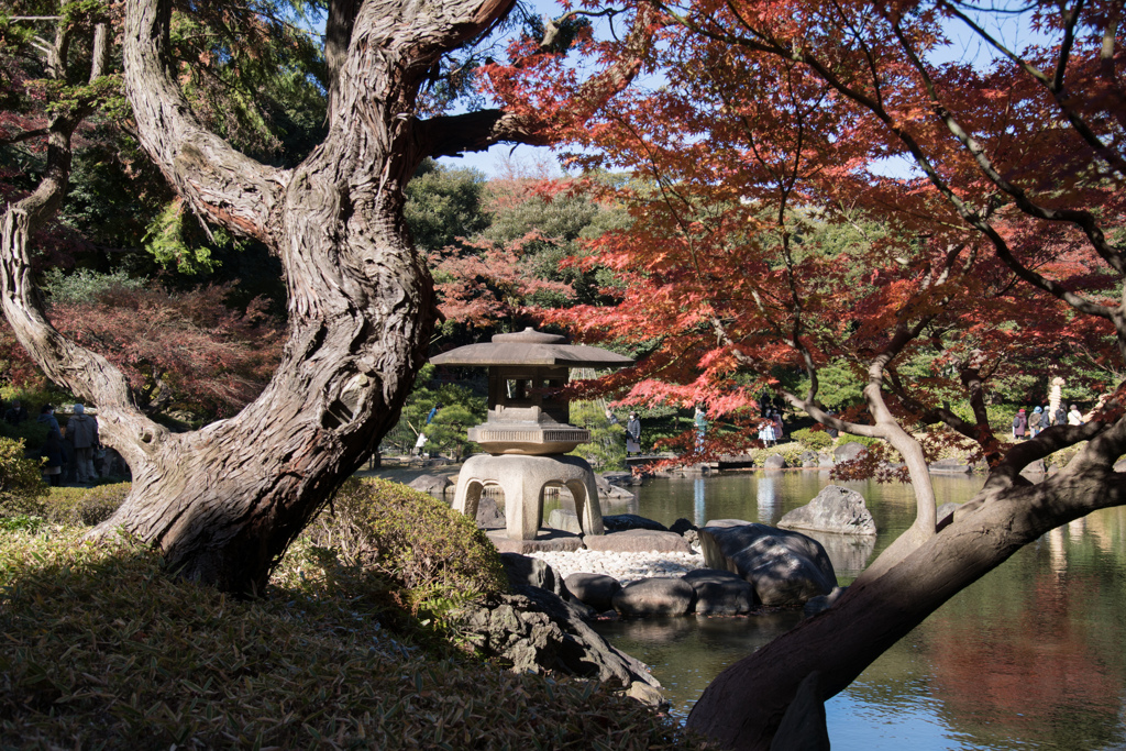 都内紅葉名所巡り3【旧古河庭園：雪見灯篭と紅葉】20211128