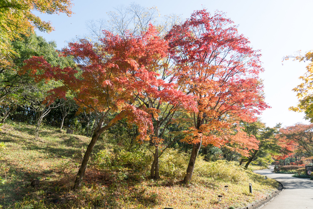 昭和記念公園【日本庭園：周遊道沿いの紅葉】②20231124