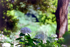 花菜ガーデン【双子山の紫陽花～白系】20230607銀塩N