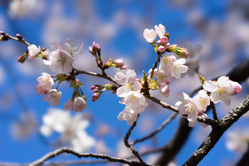 新宿御苑【サクラ：大樹白桜】③20200320