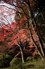 【小石川後楽園(丸屋付近の紅葉)】①20151212