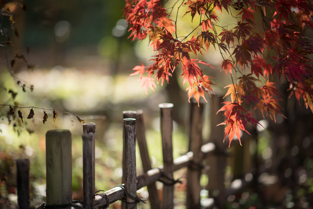 神代植物公園【かえで園：紅葉のアップ】①20211127