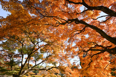 新宿御苑【日本庭園の紅葉】④20241206