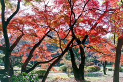 新宿御苑【上の池近辺の紅葉】②20191215