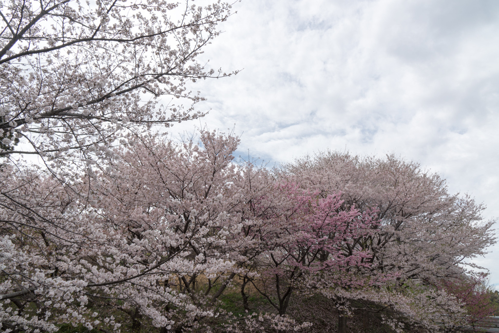 早朝ウォーキング桜巡り【老人保健施設あすなろの桜林】③20230324