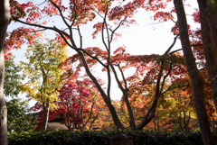 昭和記念公園【日本庭園：清池軒周辺の紅葉】①20181117