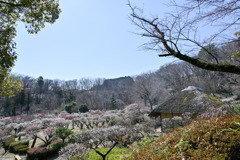 薬師池公園【梅園の眺め】②20250310