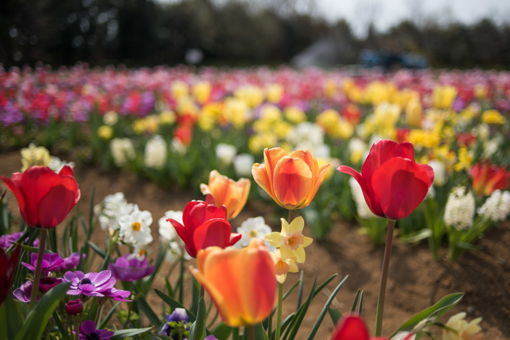 花菜ガーデン【チューリップ：赤系】③20190407