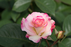 神代植物公園【薔薇：マチルダ】20170506