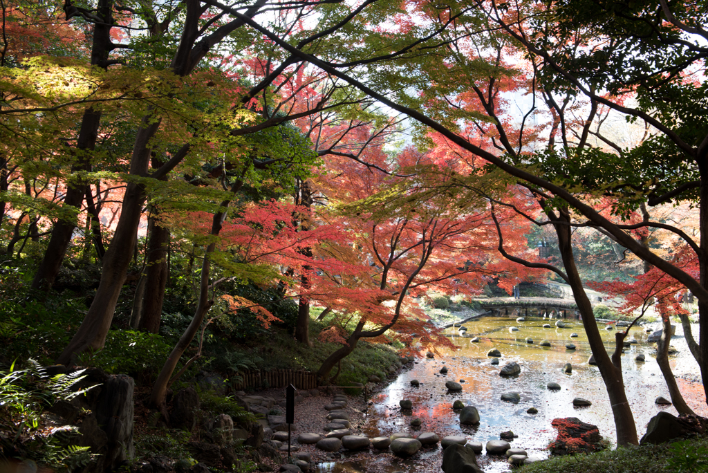 【小石川後楽園の紅葉】②20161203
