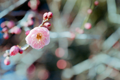 大船フラワーセンター【梅の花：唐梅】20220211銀塩NLP