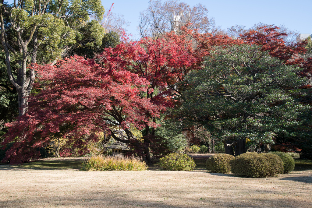 都内紅葉名所巡り2【六義園：休憩所付近の紅葉】20211128