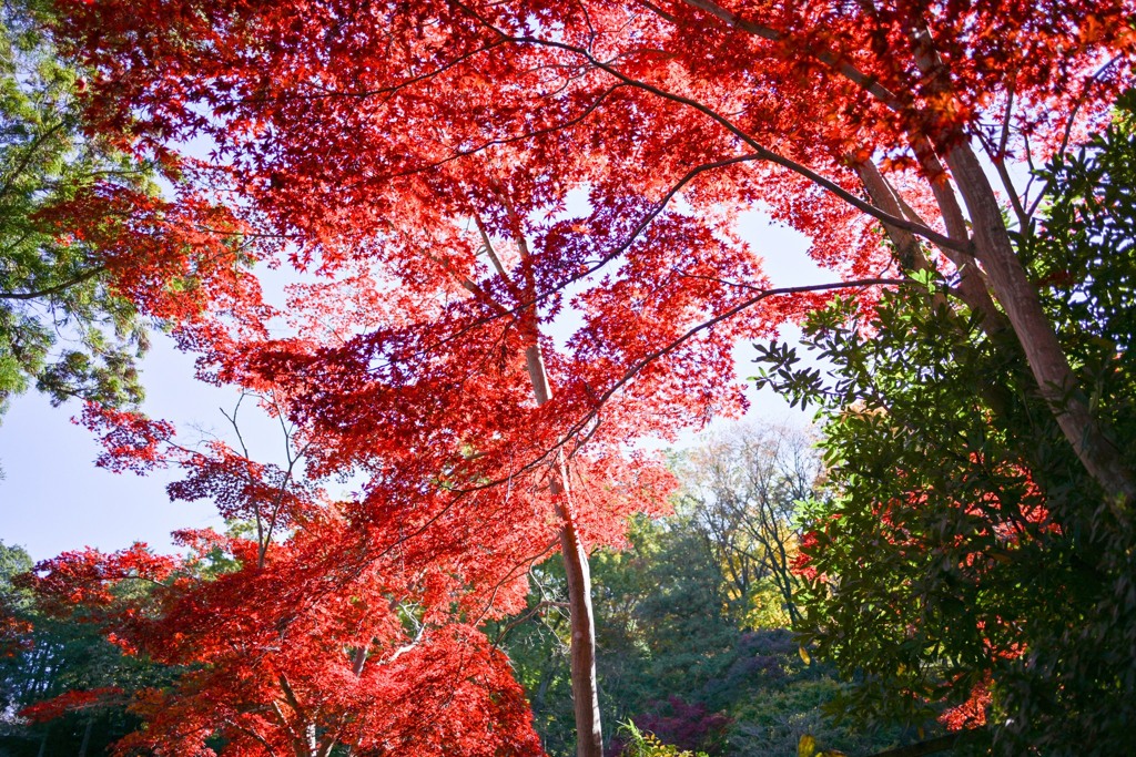 薬師池公園【薬医門への道沿いの紅葉】②20241130