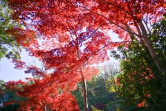 薬師池公園【薬医門への道沿いの紅葉】②20241130