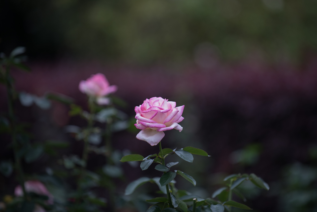 【花菜ガーデン(薔薇：プリンセス・ドゥ・モナコ)】20161010