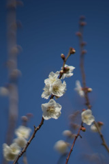 小田原FG【梅：白加賀】20190224