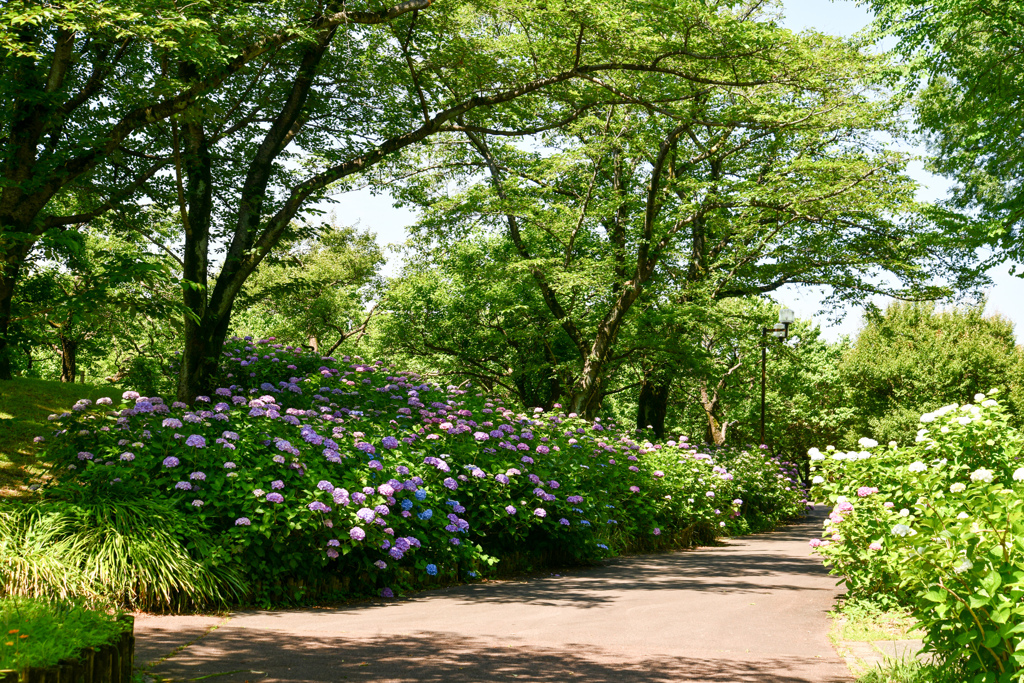 府中市郷土の森公園【あずまや付近(アジサイの様子)】20240611
